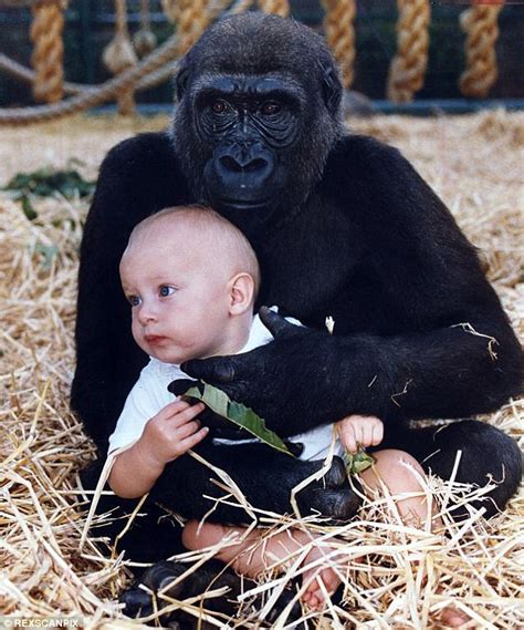 Tansy of the apes: In astonishing images, the enduring ...