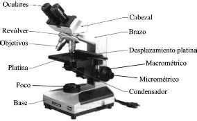 Tarea No. 12 Uso y manejo del microscopio   El blog de cristel