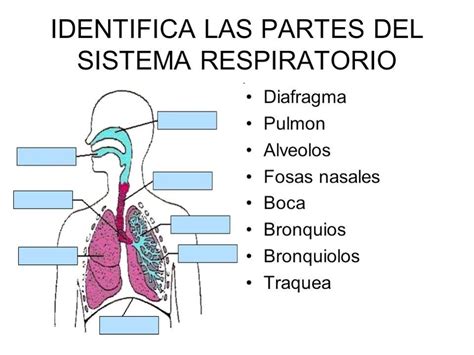 Tarea   Sistema respiratorio para niños | Sistema respiratorio para ...