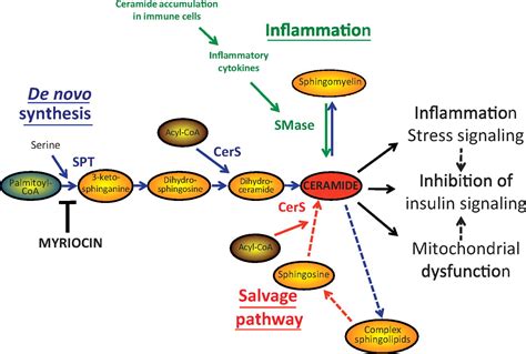 Targeting Ceramide Synthesis to Reverse Insulin Resistance ...