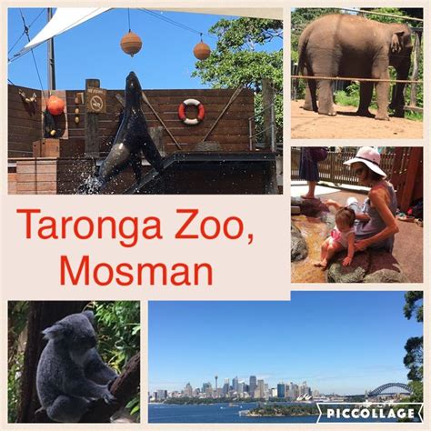 Taronga Zoo in Mosman, Sydney has to be the best animal sanctuary in ...