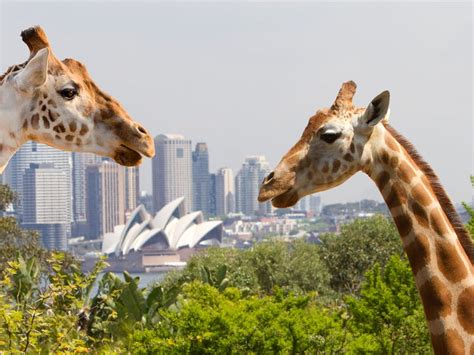 Taronga Zoo Sydney | Sydney, Australia   Official Travel ...