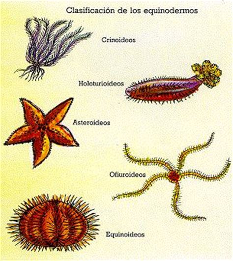 Taxas Biológicas : Equinodermos: Moluscos y Anélidos