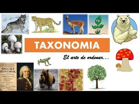 Taxonomía  clasificación de los seres vivos    YouTube