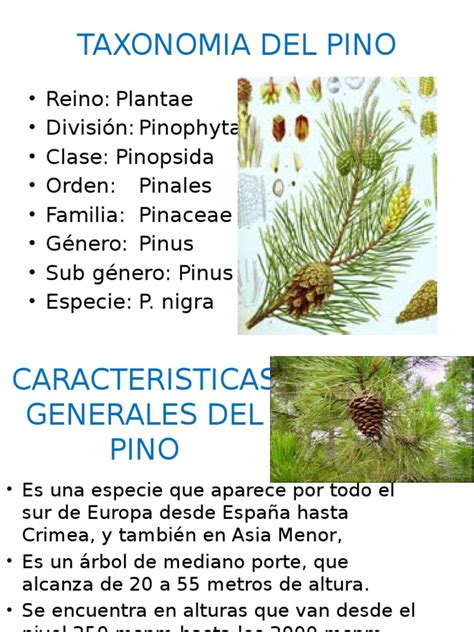 Taxonomia Del Pino | Plantas | Hoja