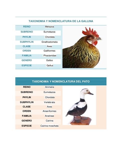 Taxonomia y Nomenclaturas de Animales Y plantas