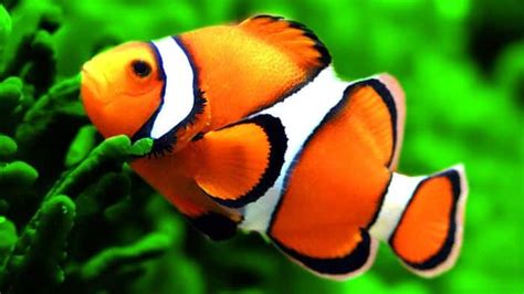 ¿Te gusta Nemo? ¿Quieres uno? Conoce todo lo que debes saber acerca del ...