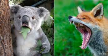 ¿Te gustan los koalas? A los zorros australianos también ...