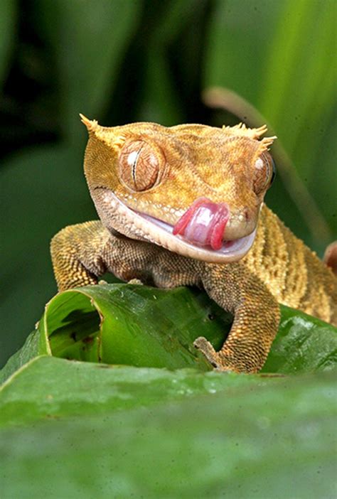 Te hablamos sobre el Gecko; el lagarto rebelde, tierno o conformista