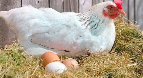 ¿Te has dado cuenta de que cada vez encontramos menos huevos blancos en ...