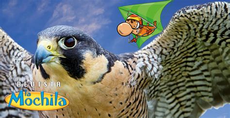 Te presentamos a Falco peregrinus, el ave más rápida del mundo