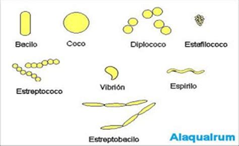 Tecnicas Bacteriologias Basicas: MORFOLOGIA Y TAXONOMIA DE LAS BACTERIAS