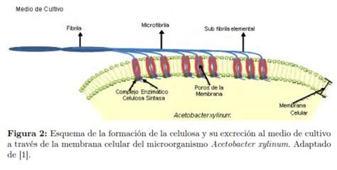 Técnicas de fermentación y aplicaciones de la celulosa ...