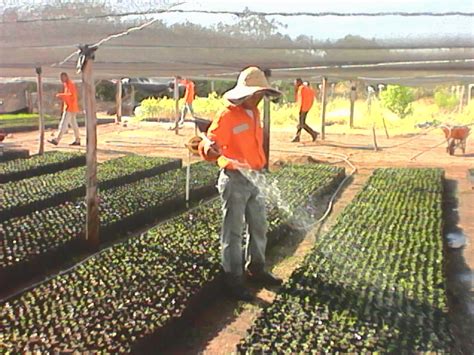 TECNICO MANEJO DE VIVERO 2015   2016   SENA