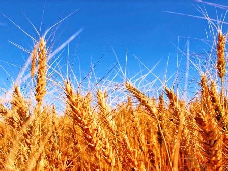 Tecnología para el cultivo de trigo | AGRONOMIA