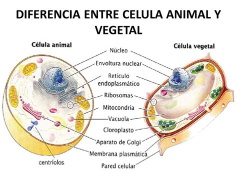 Tecnología y Biologia: En que se parecen todas las celulas: