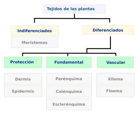 Tejidos vegetales. Introducción. Atlas de Histología ...
