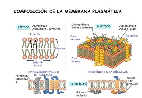 Tema 09: La membrana plasmática y otros orgánulos ...