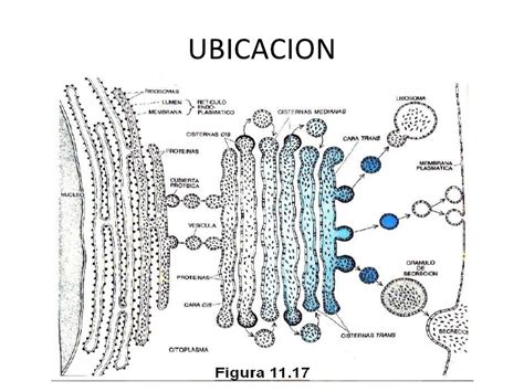 Tema 09: La membrana plasmática y otros orgánulos ...