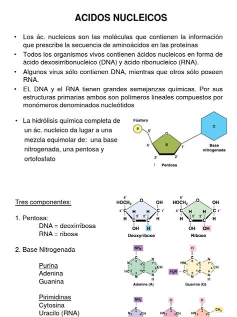 Tema 1 Acidos Nucleicos | Rna | Ácidos nucleicos