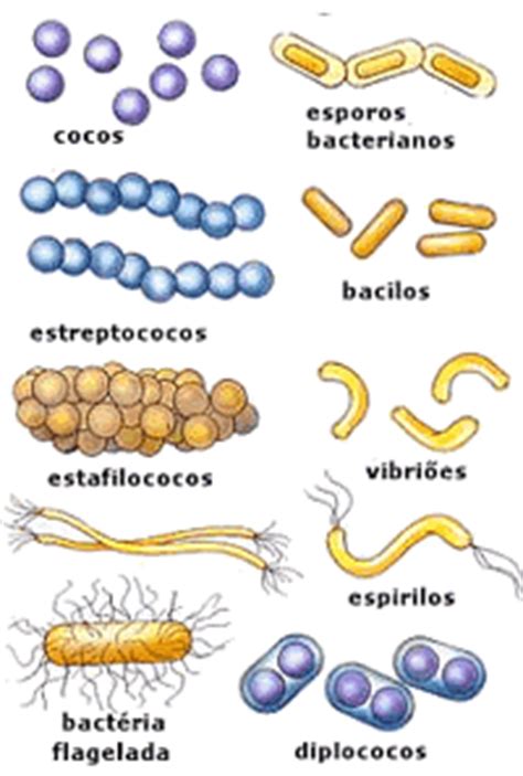 TEMA 1   Microbiología y parasitología