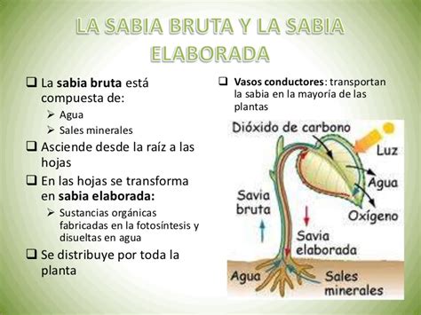 Tema 10 las plantas. ed oxford 1º eso