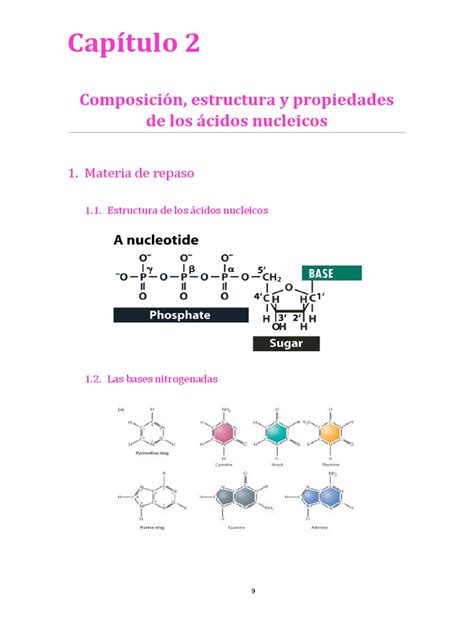 TEMA 2. Composición, Estructura y Propiedades de Los Ácidos Nucleicos ...