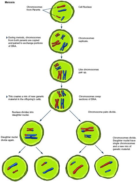 Tema 3 Procesos de reproducción celular: Meiosis