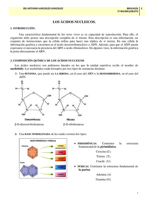 TEMA 5 ÁCIDOS NUCLEICOS   Biología   StuDocu