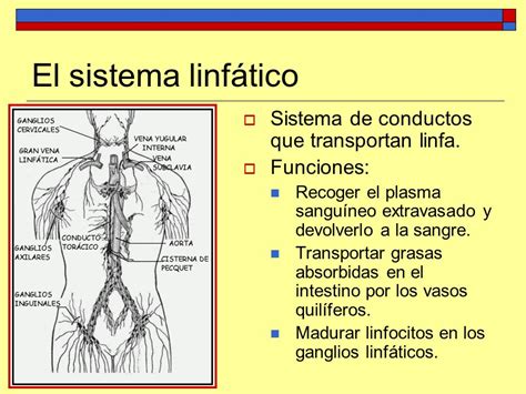 Tema 5: Anatomía y fisiología del aparato circulatorio ...