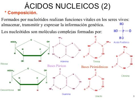 Tema 6 acidos nucleicos
