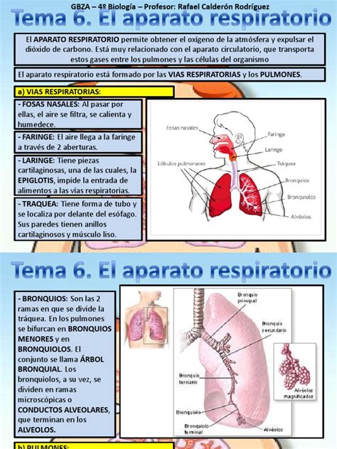 Tema 6 Aparato Respiratorio | Pulmón | Sistema respiratorio