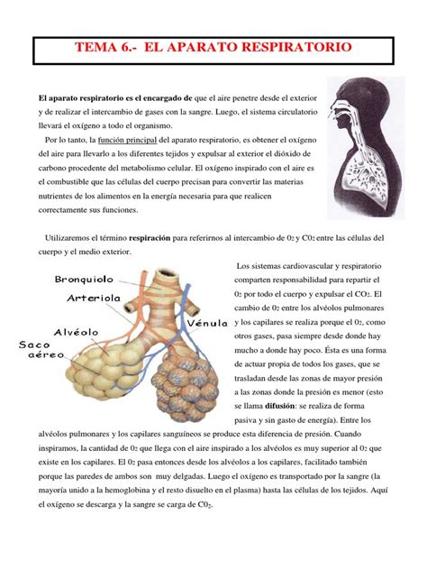 TEMA 6.  SISTEMA RESPIRATORIO.pdf | Pulmón | Sistema respiratorio