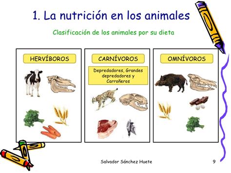 Tema1. La AlimentacióN En Los Animales