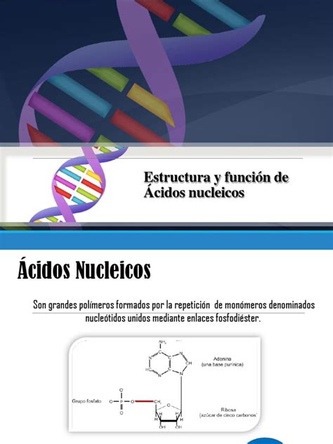 Tema4   Estructura Función Ácidos Nucleicos | Rna | Ácidos nucleicos