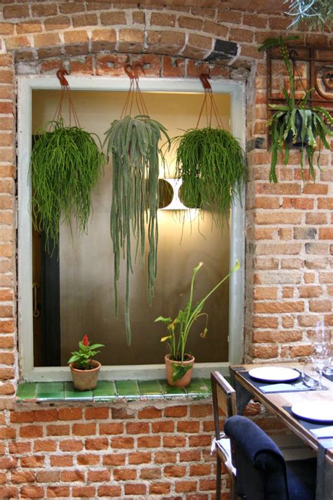 Ten Con Ten  Madrid  | Plantas colgantes, Plantas de exterior, Plantas ...