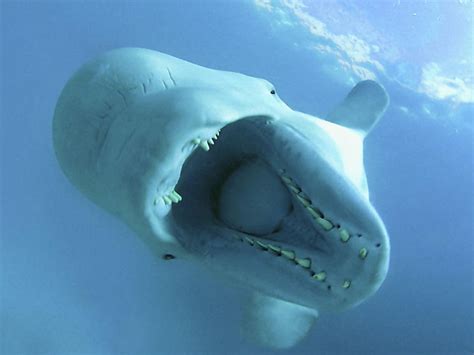 Ten Interesting Facts about Beluga Whales | Blog Posts | WWF