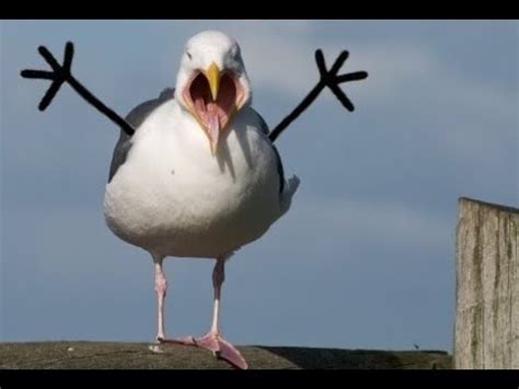 Ten of the Funniest, Cutest and Most Lovable Gulls ...