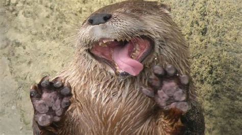 Ten of the Funniest, Cutest and Most Lovable Otters You ...