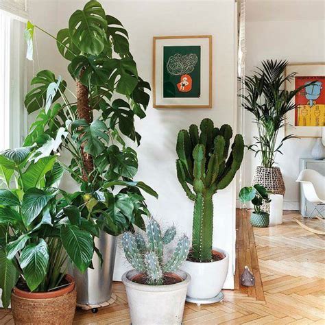 Ten Reasons To Have Plants In Your Home | Biophilia ...
