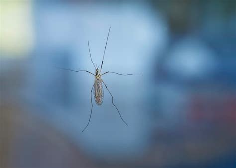 ¿Tendremos más mosquitos este verano? ⋆ 2020VISION
