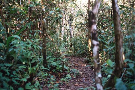 Tengase Presente: La Increíble Selva Amazónica