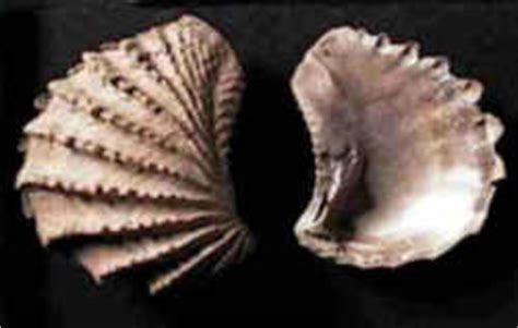 Tennessee State Fossil: Bivalve Mollusc  Pterotrigonia ...