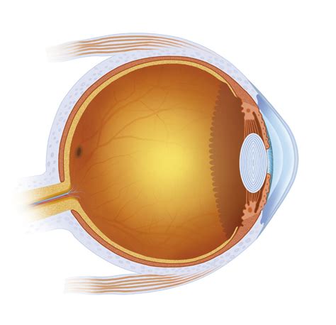 Tensión ocular alta o presión intraocular | Blog de ...