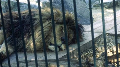 Teo no se entera: los zoos son cárceles de animales