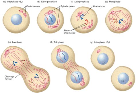 Teoria Celular: La mitosis de la célula.