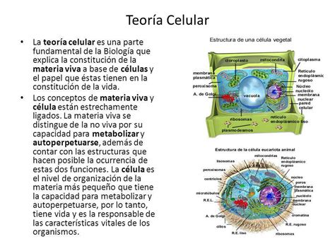 Teoría Celular La teoría celular es una parte fundamental ...