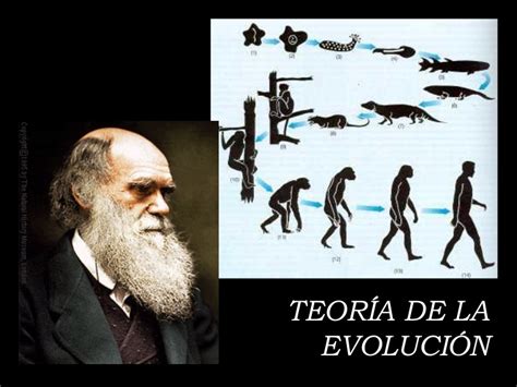 TEORÍA DE LA EVOLUCIÓN