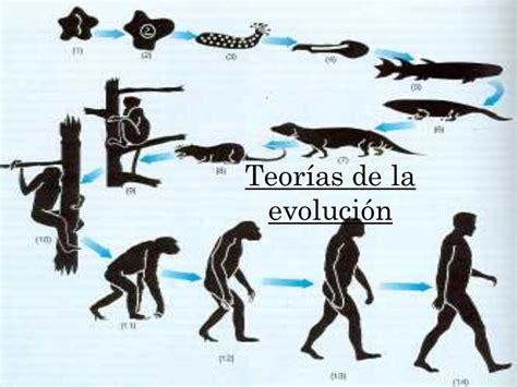 TEORIA DE LA EVOLUCION