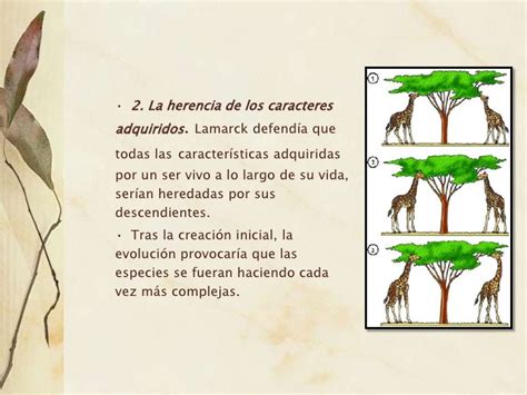 Teoria Evolucion Lamarck